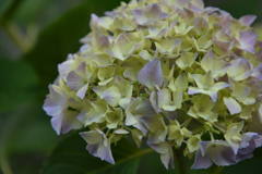 hydrangea