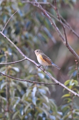 ルリビタキ♀