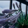 ギボウシ？
