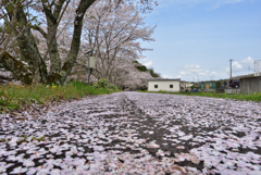 桜散る
