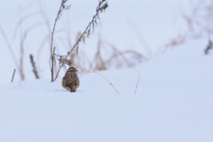 雪上のホオジロ