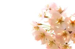 ふんわり。