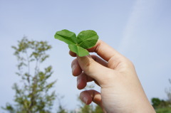 Happy clover