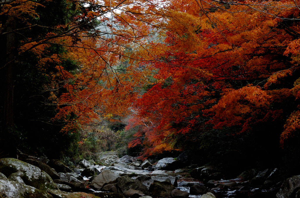 紅葉-かおれ渓谷にて1