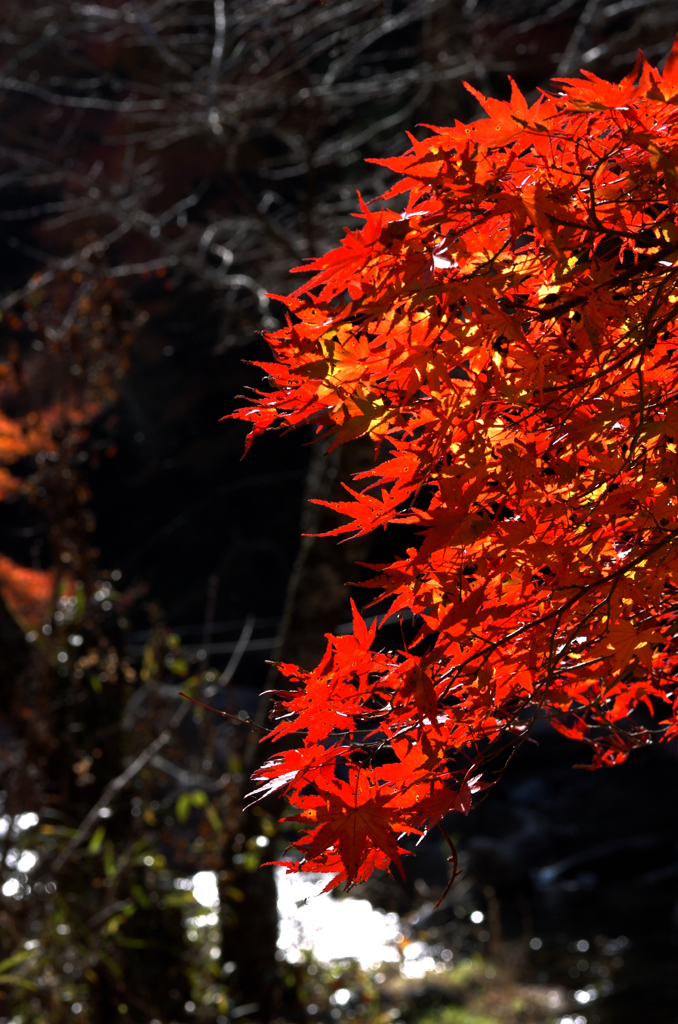 紅葉-かおれ渓谷にて2