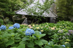 長谷寺（鎌倉）