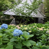 長谷寺（鎌倉）