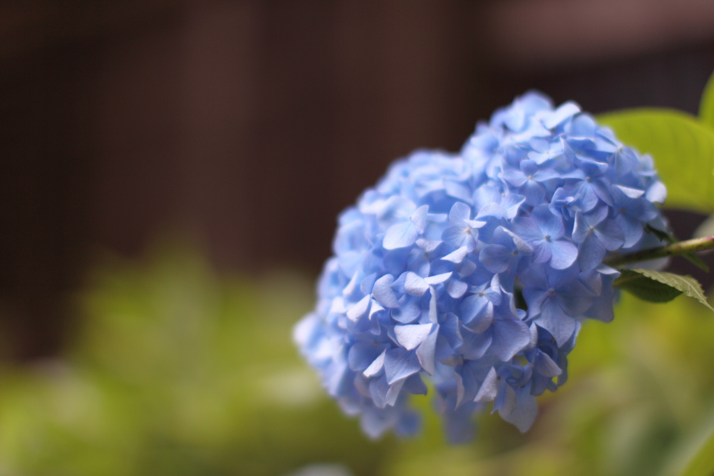 Hydrangea - AJISAI