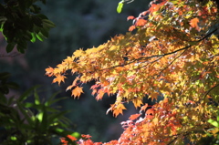 紅葉