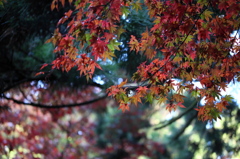 最乗寺 2009