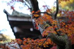 円覚寺