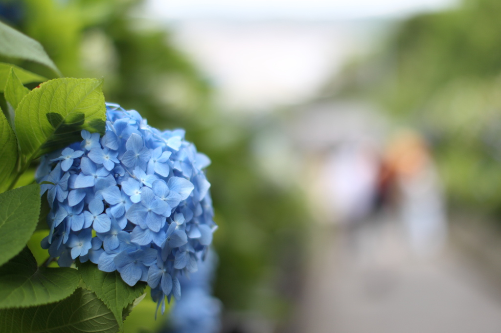 Hydrangea - AJISAI