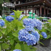 長谷寺のあじさい
