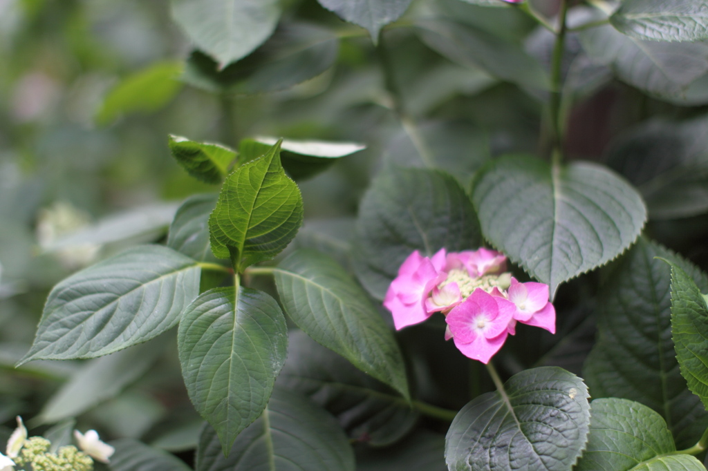 Hydrangea - AJISAI