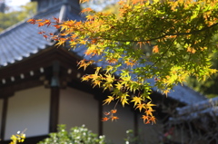 紅葉