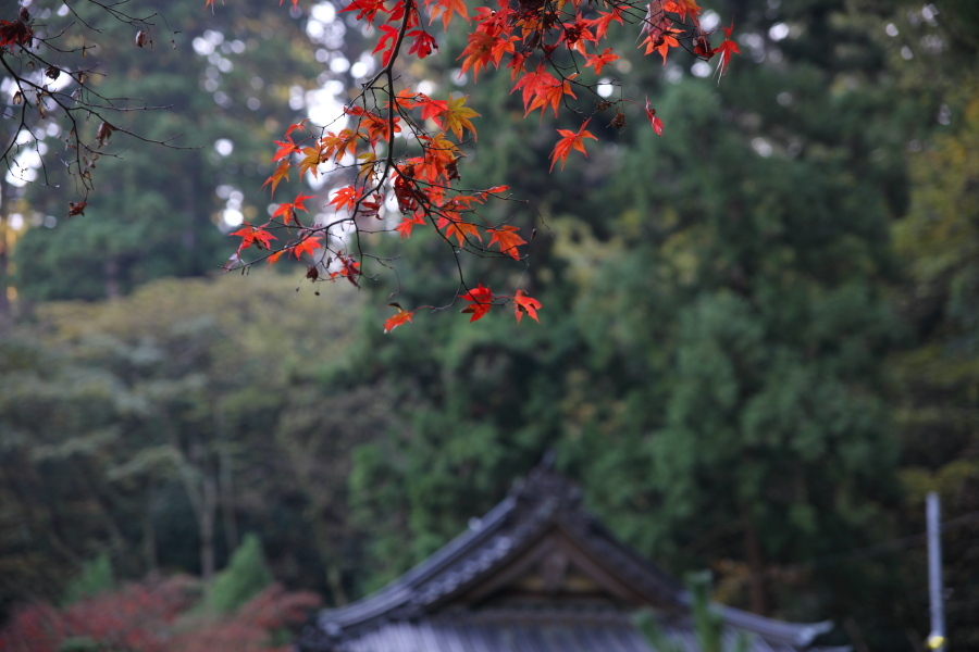 最乗寺 2009