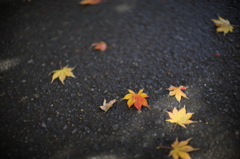 EF50mm F1.0L USM