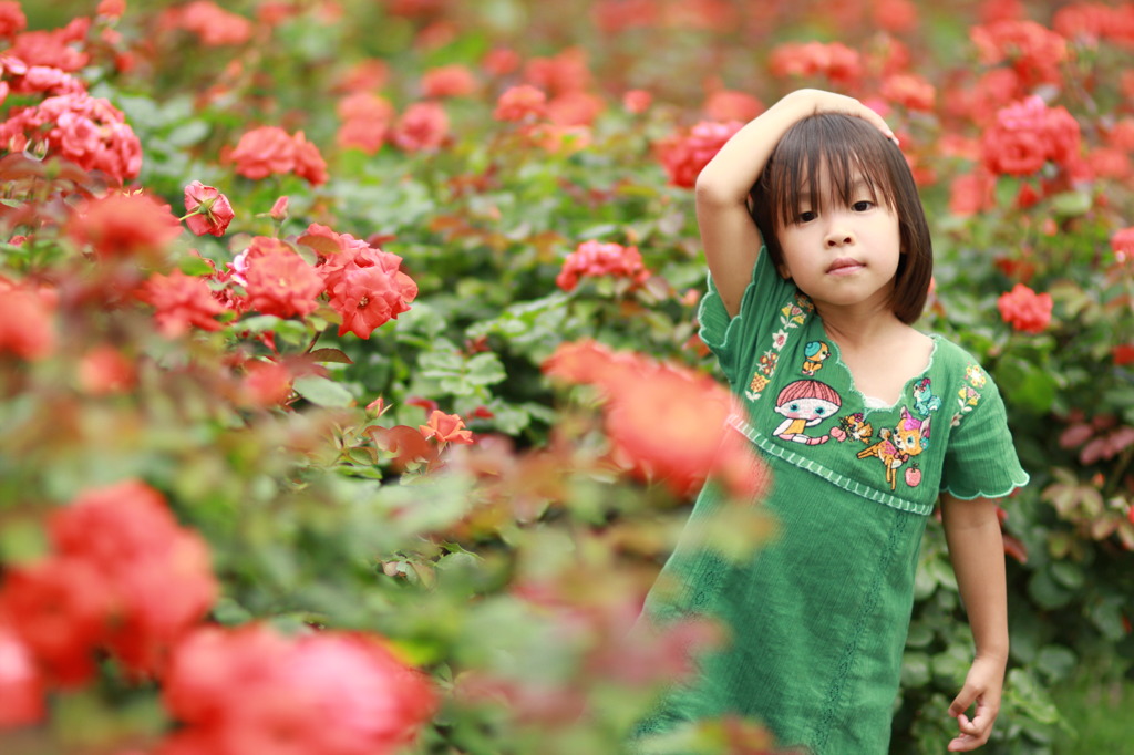 夏薔薇
