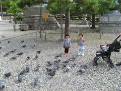 子どもと鳩