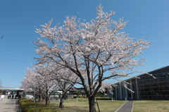 大学の桜