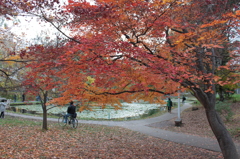 大野池の紅葉