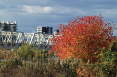 紅葉と赤川鉄橋