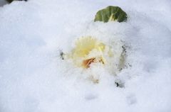 負けねえ