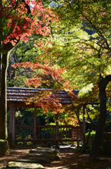 岐阜城下の紅葉