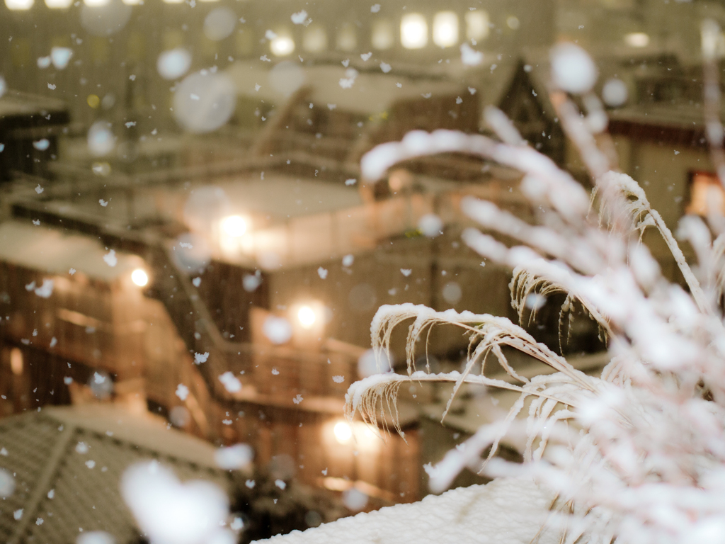 雪で染まる