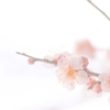 春が来ているみたい