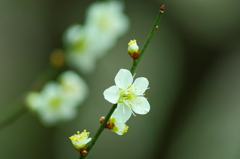 梅2