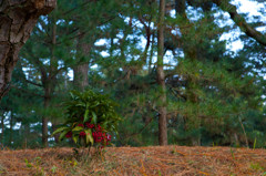 栗林公園２