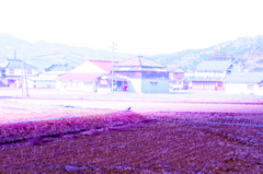 カラス