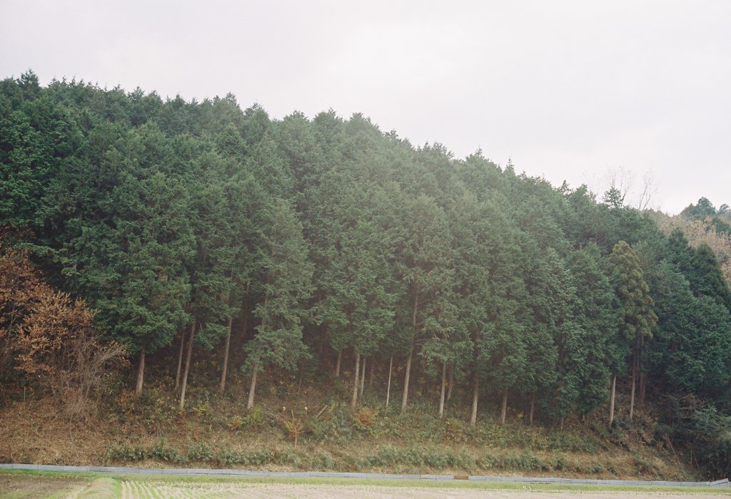 山