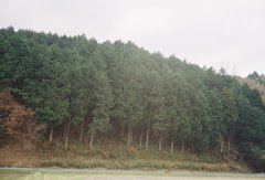 山
