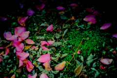 花弁