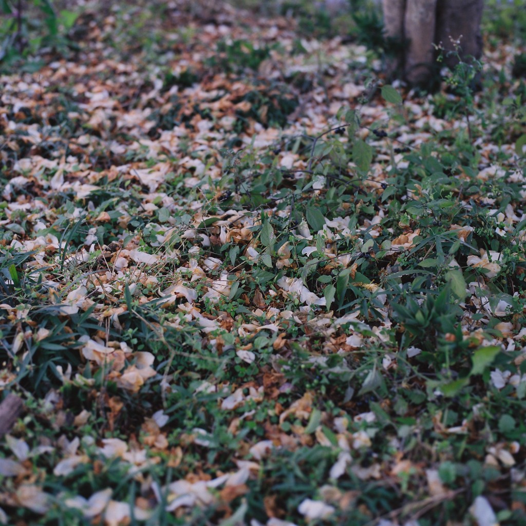散花