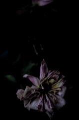 枯薔薇