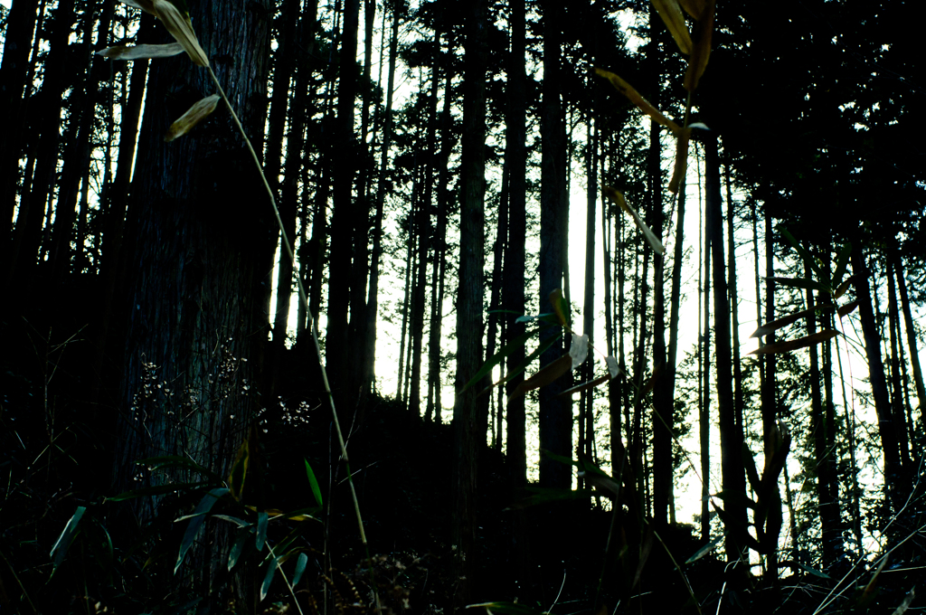 木々と草