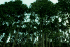 山