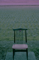 芍薬と椅子