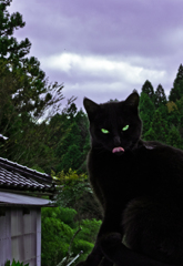 猫