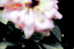 枯薔薇