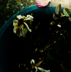 薔薇