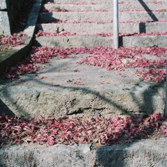 落紅葉