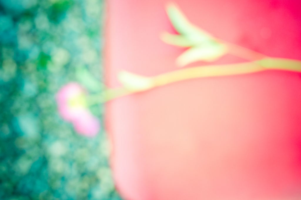椅子と芍薬