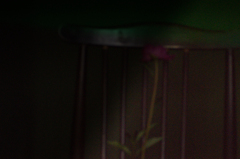 芍薬と椅子