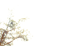 樹２