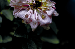 枯薔薇