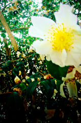木の花